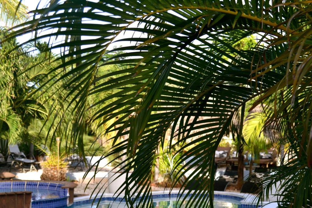 Bananas Apartments Adults Only Palm Beach Extérieur photo